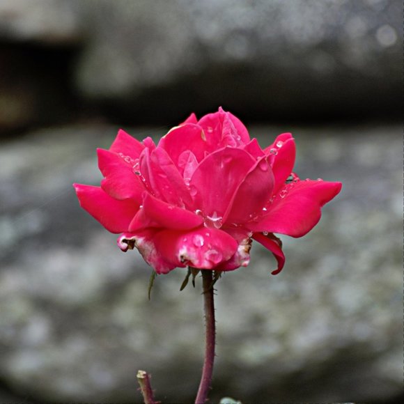 Meet your Posher, Kelly - Picture 5 of 9